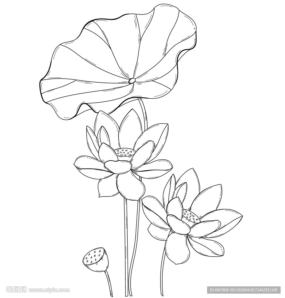 荷花荷叶线描图案 矢量图