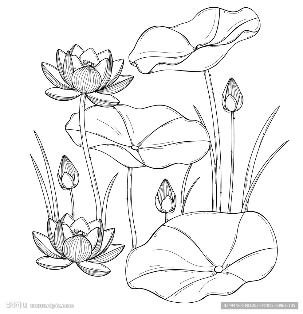 黑白线描荷花荷叶图 矢量图