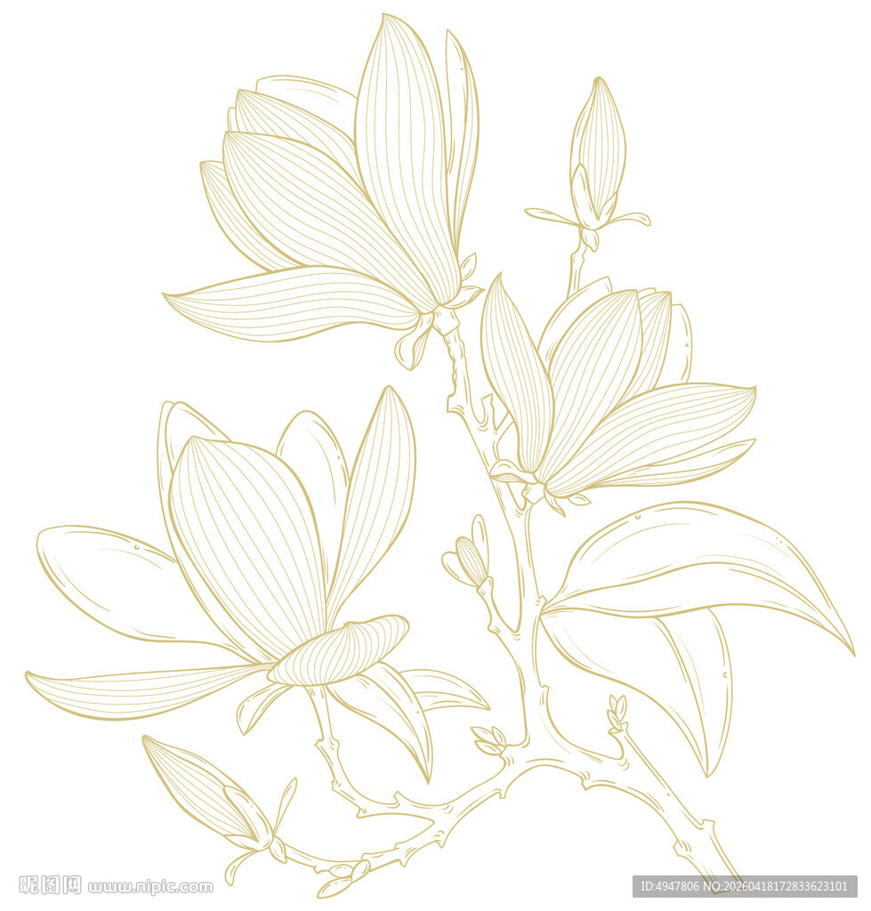 玉兰花线条插画 矢量图