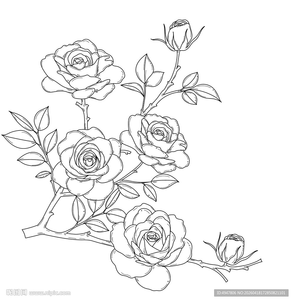 手绘玫瑰花枝线条图 矢量图