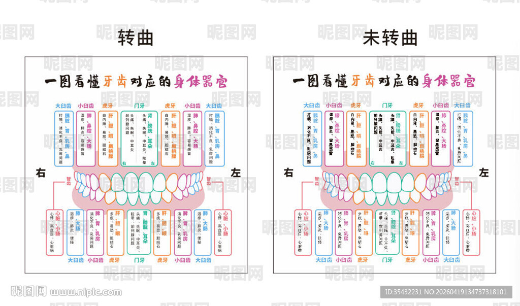 牙齿对应的器官