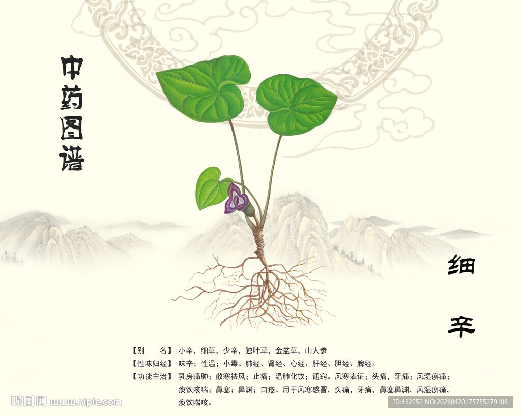中药植物细辛