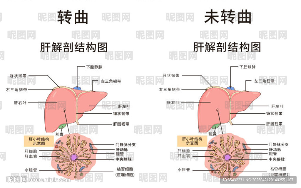 肝脏解剖示意图