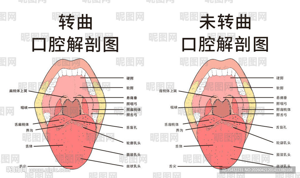 口腔解剖示意图