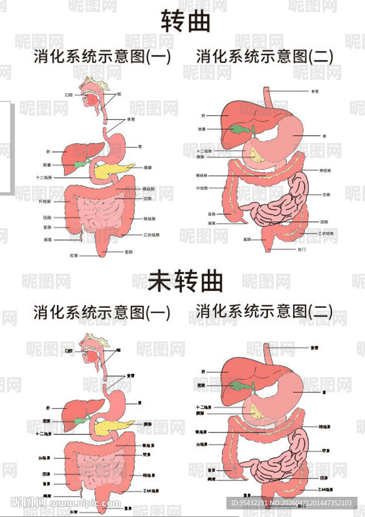 消化系统解剖示意图