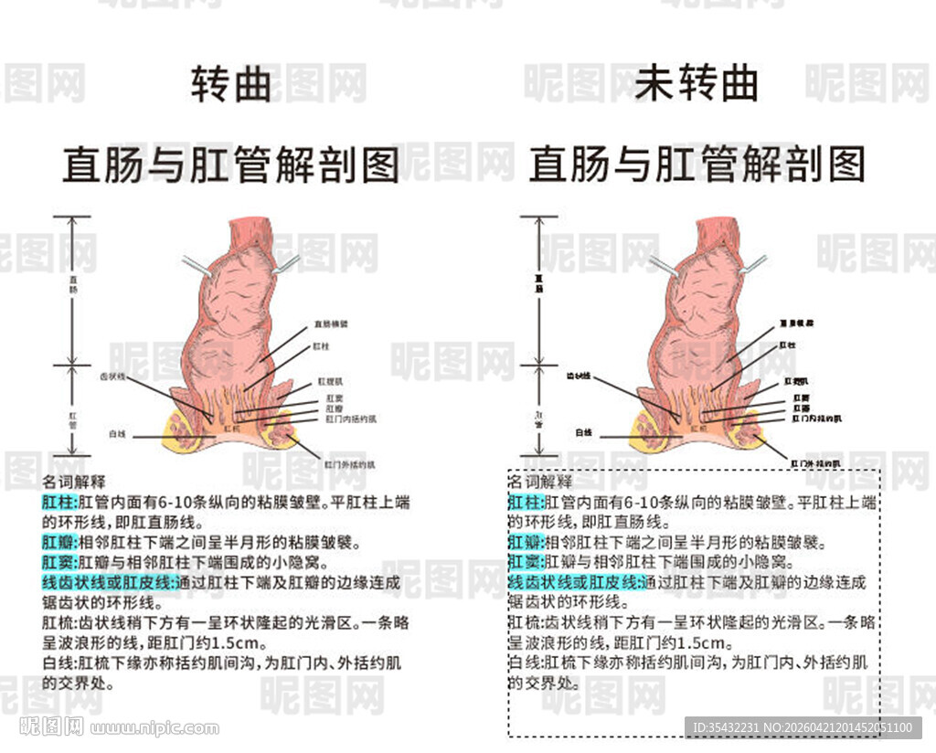 直肠肛管解剖示意图