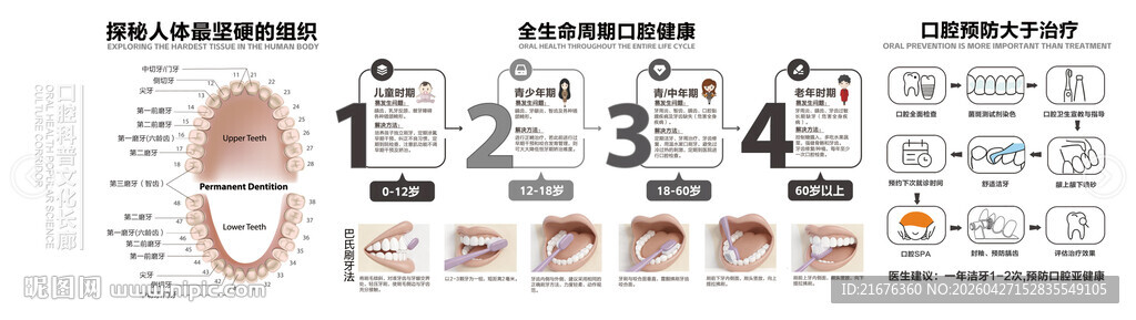 牙齿 软装 口腔软装 牙齿结图