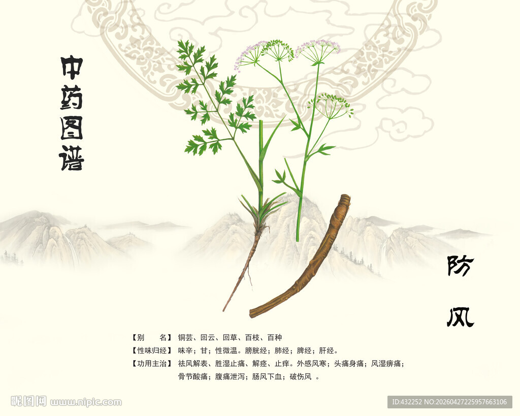 传统中药防风展示