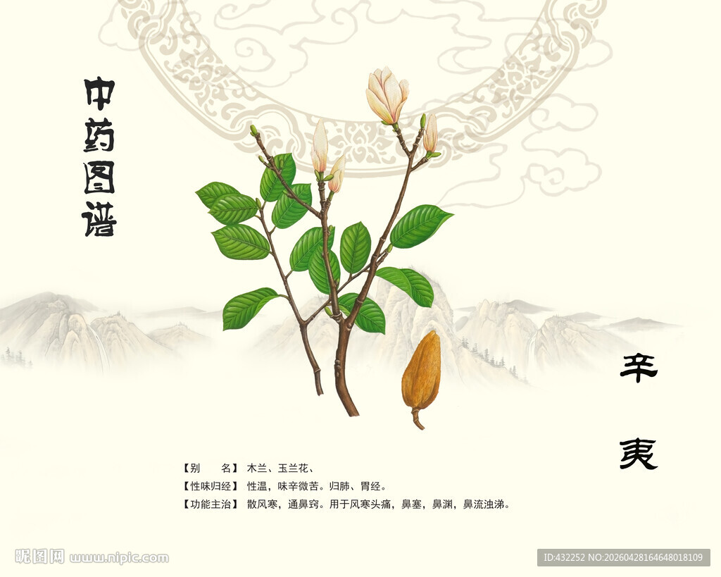 辛夷花植物素材展示