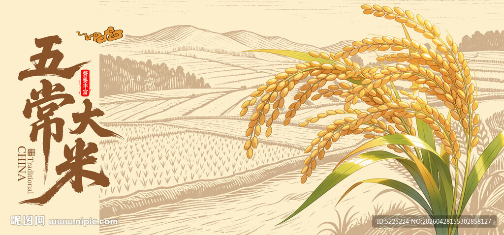 五常大米稻田插画