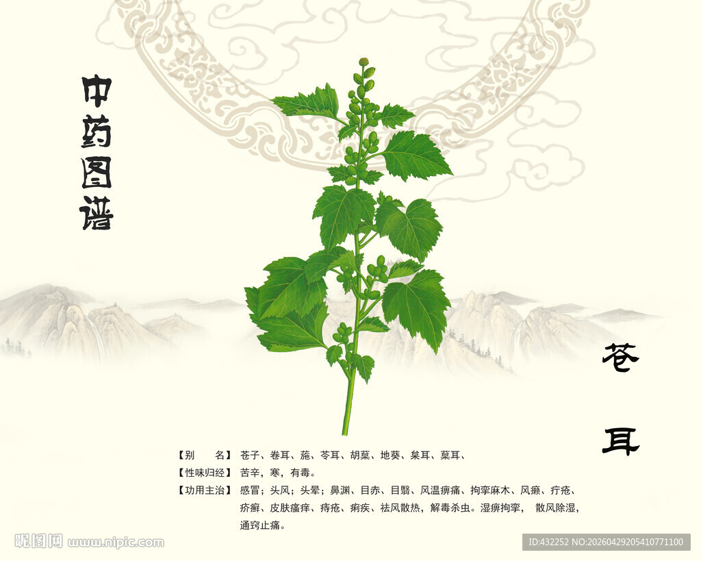 苍耳植物展示图