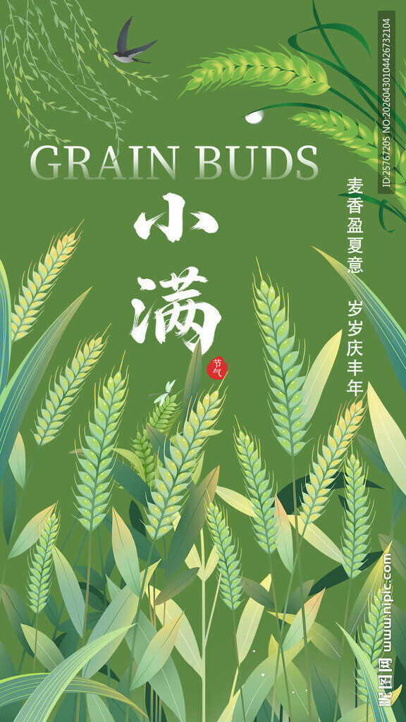 小满时节的翠绿麦田