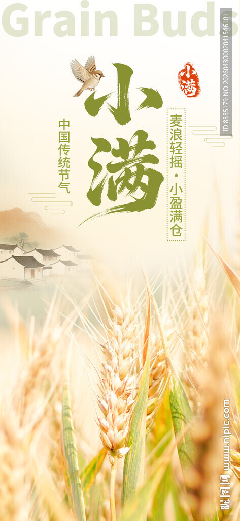 小满时节麦田景色
