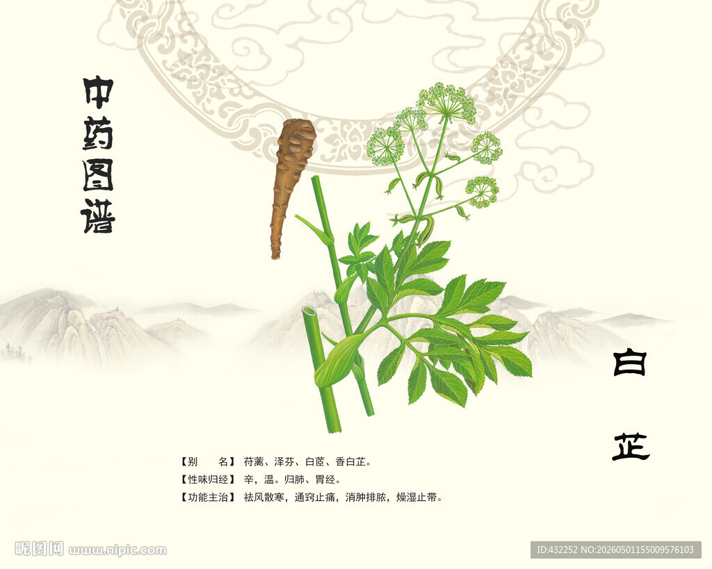 白芷中药材图示