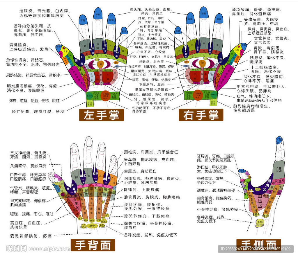 手部反应射区挂图