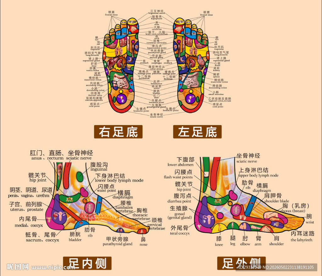 足部穴位海报图片素材