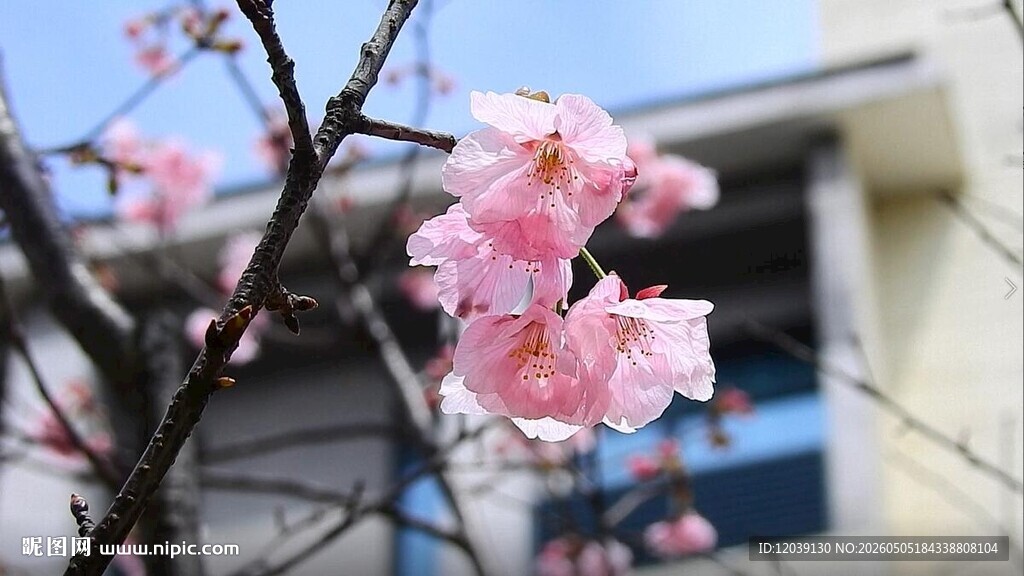 三月樱花实拍视频