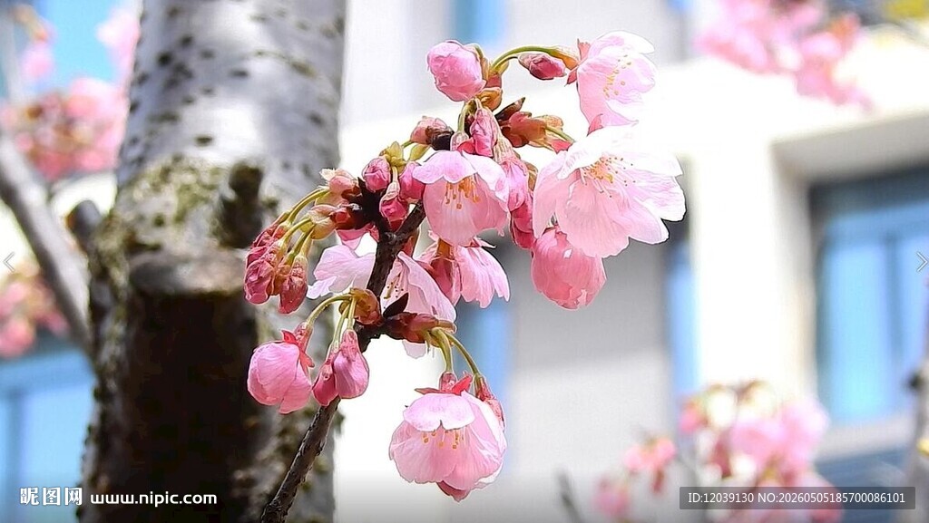樱花实拍视频