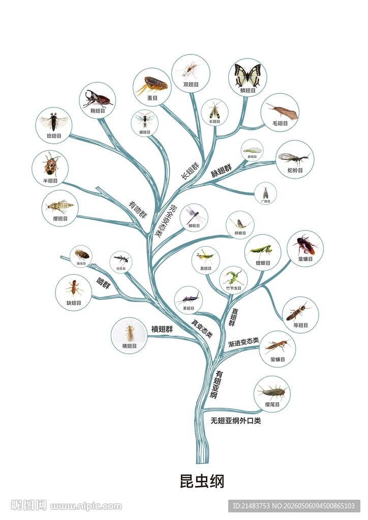 昆虫家族树状图