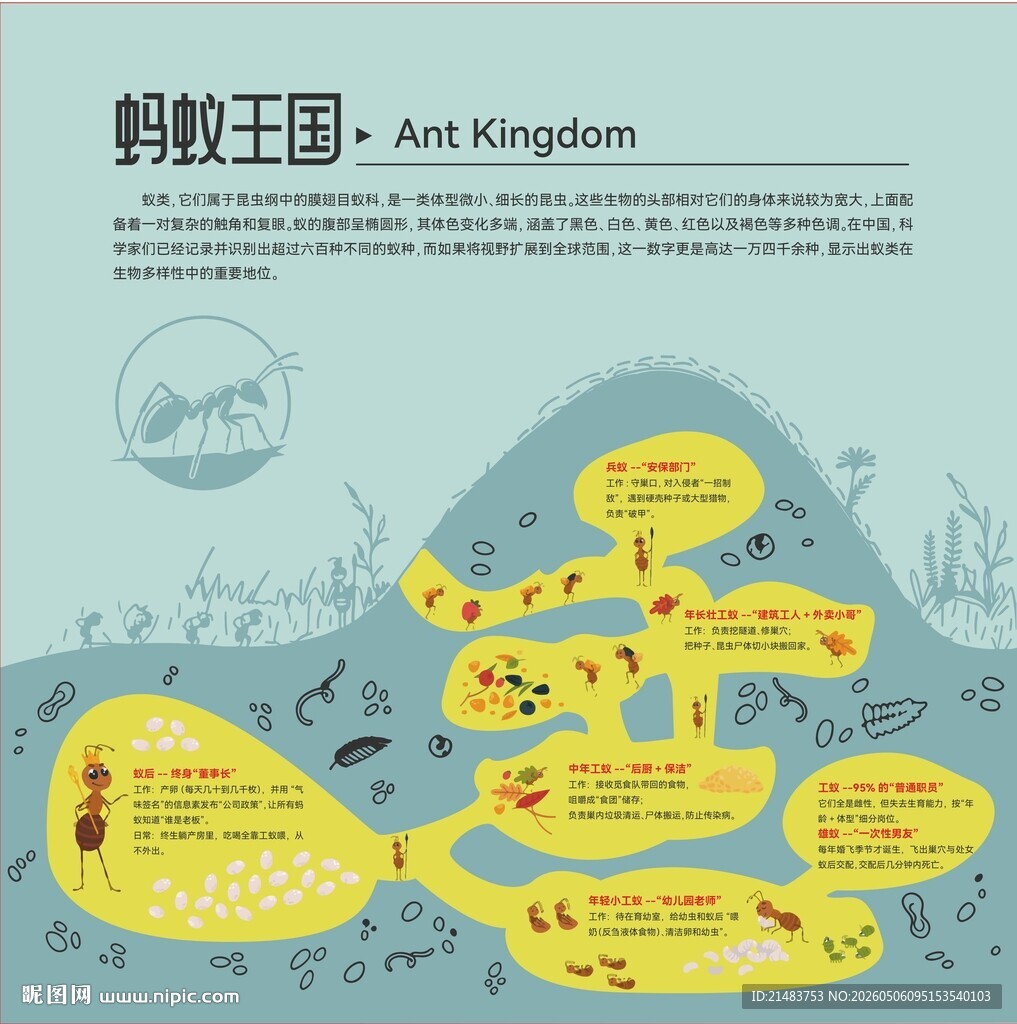 蚂蚁王国分工图