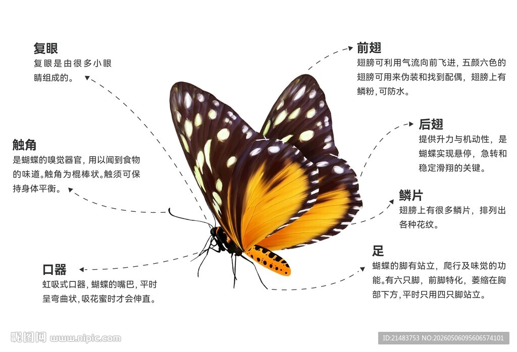 蝴蝶的构造