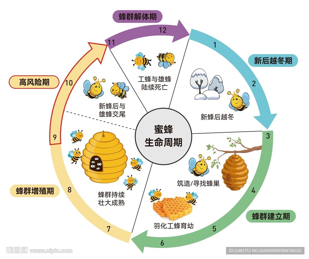 蜜蜂生命周期循环图