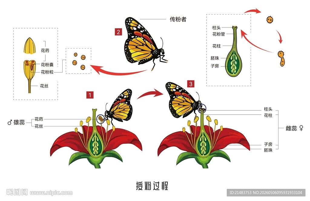 蝴蝶给花授粉的过程