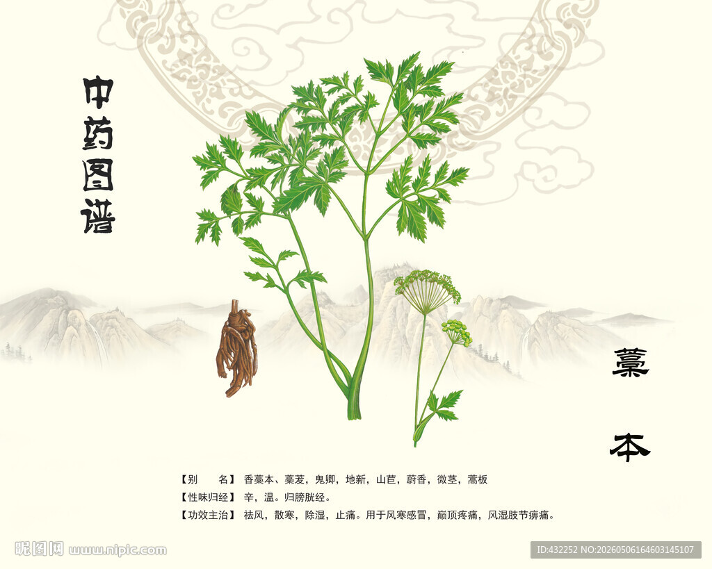 中药藁本图示