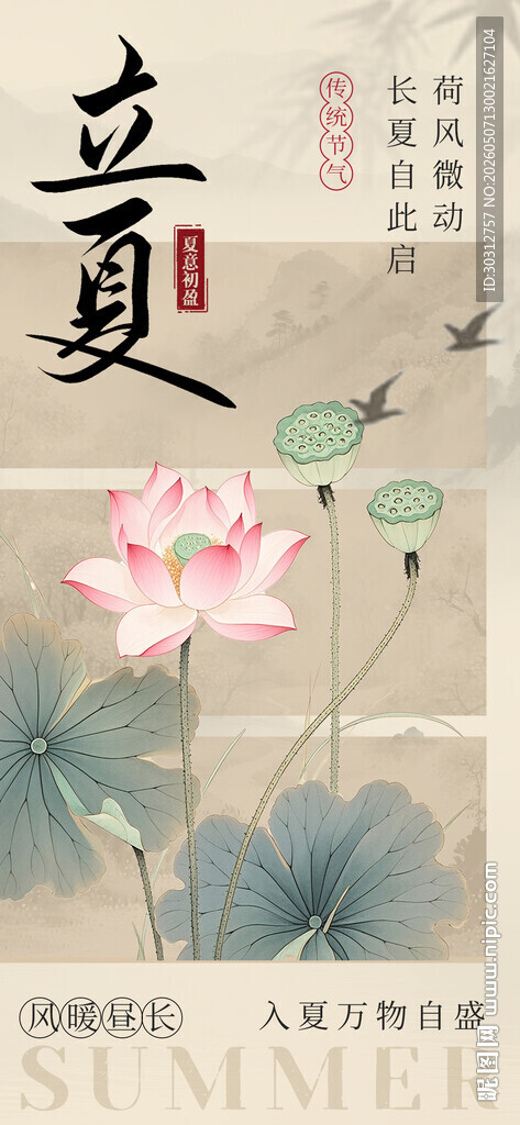 立夏时节荷花绽放图景