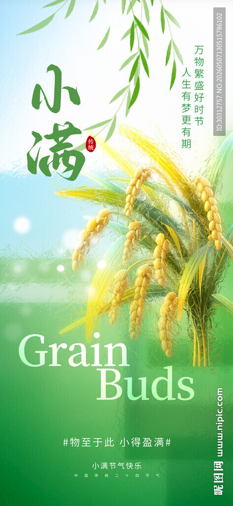 小满时节麦田景象