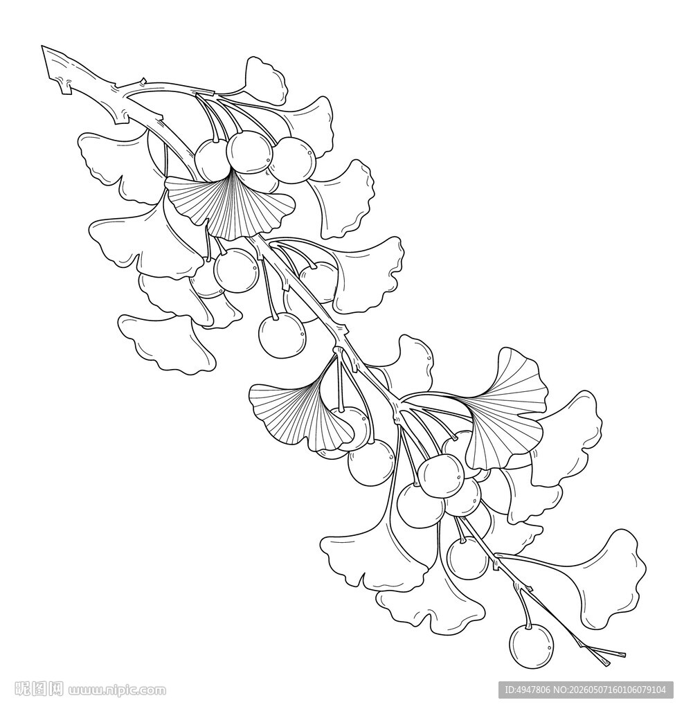 银杏枝叶线描图 矢量图