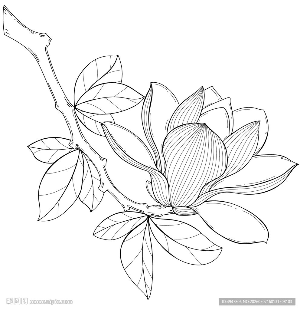 玉兰花枝线描图 矢量图