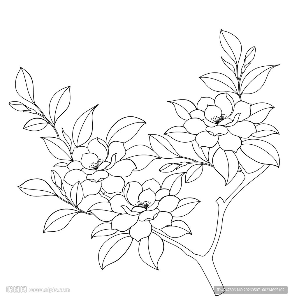 手绘线描栀子花花枝 矢量图