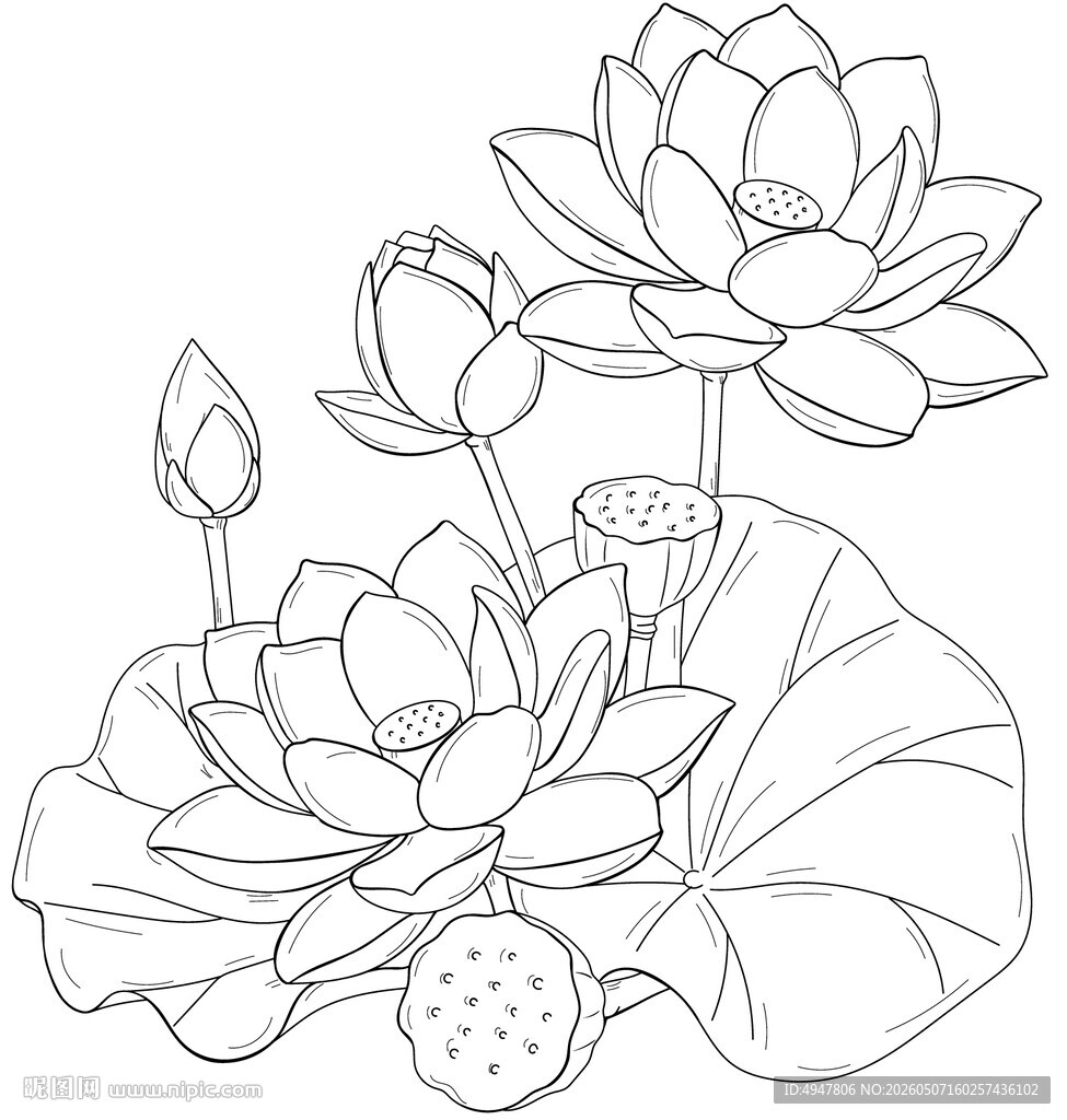 白描荷花图 矢量图