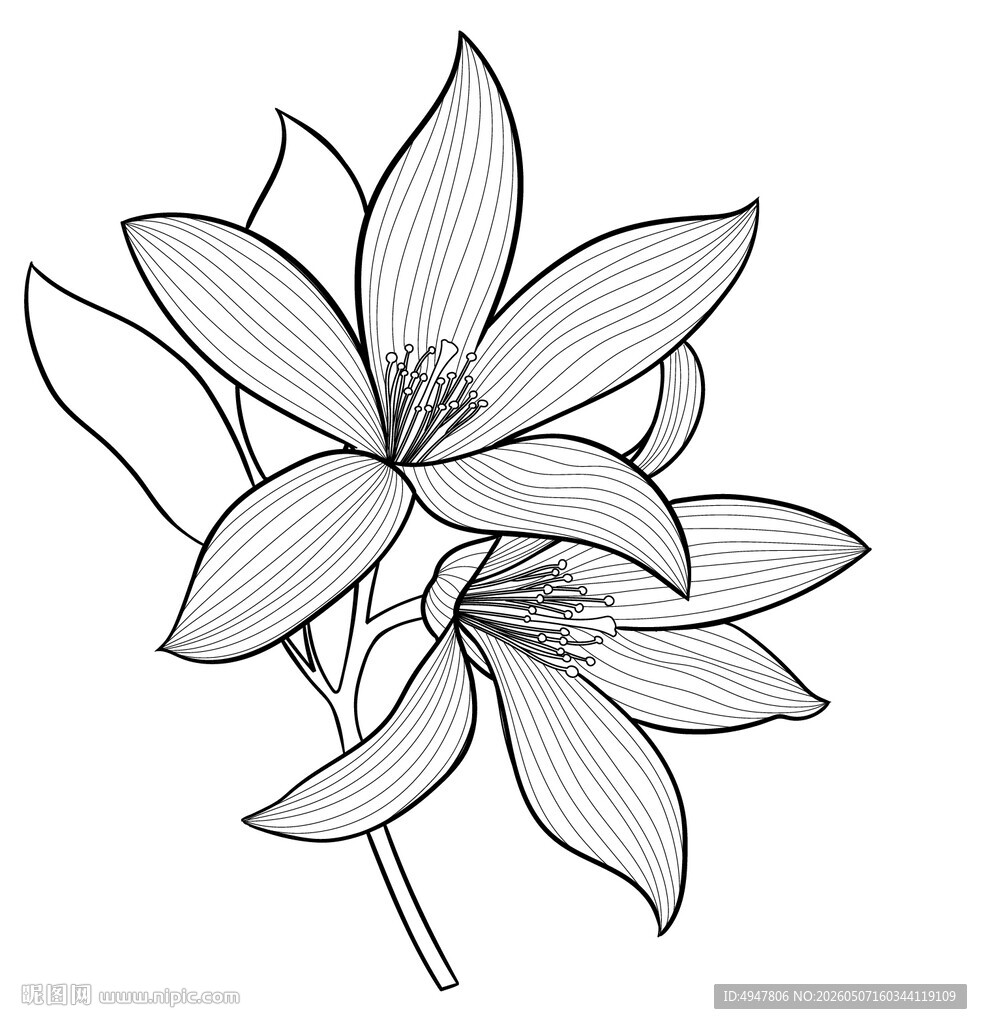 手绘花卉线条图 矢量图