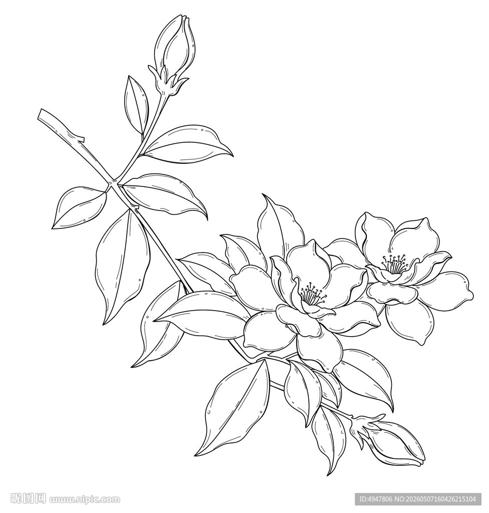 花卉线描图案 矢量图