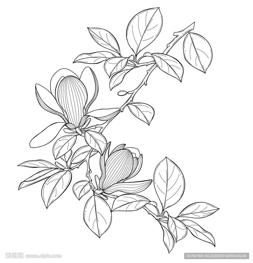 玉兰花枝线描图 矢量图