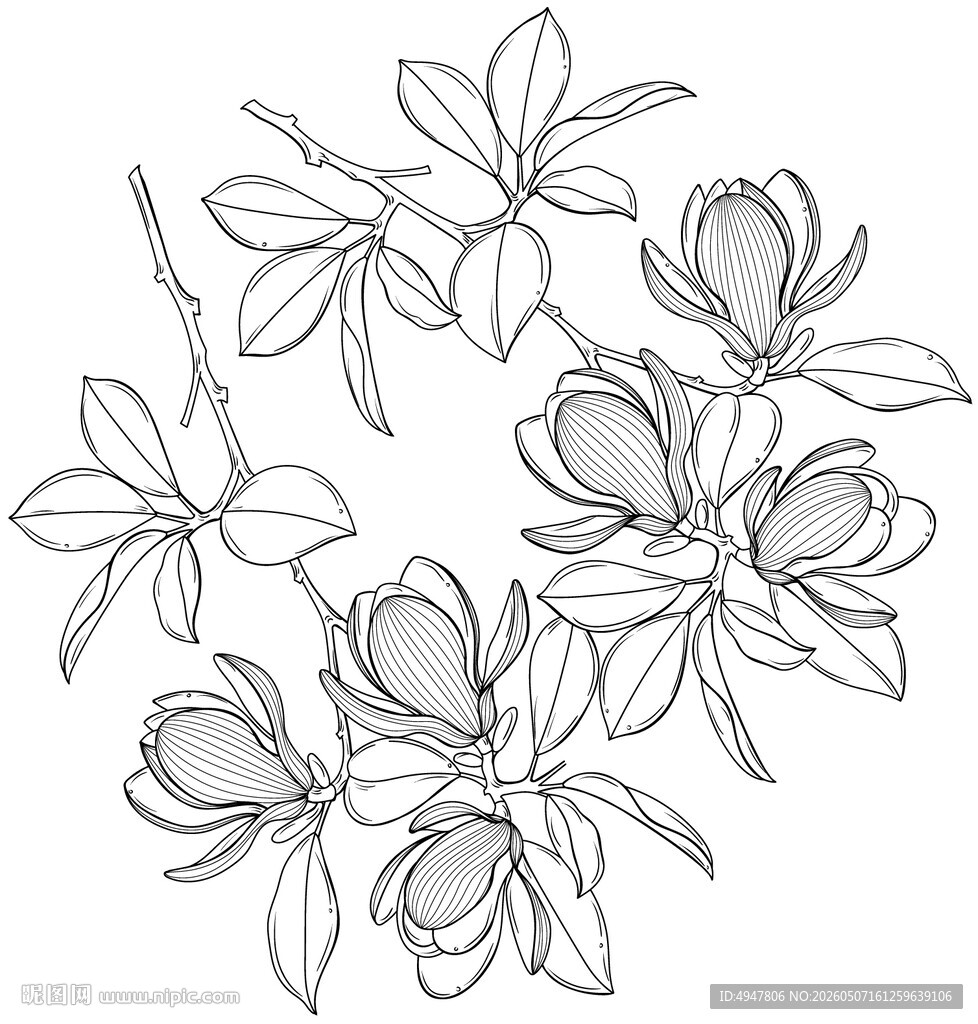 手绘玉兰花花卉线稿图 矢量图
