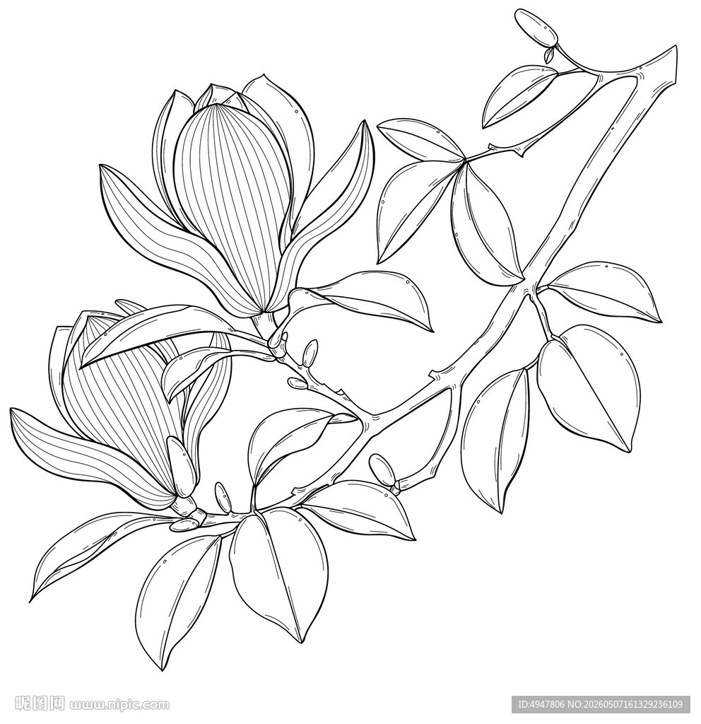 玉兰花枝线描图 矢量图