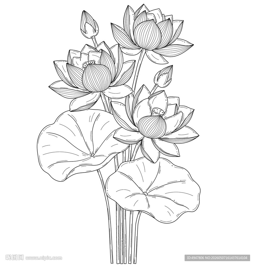 荷花线描图案 矢量图