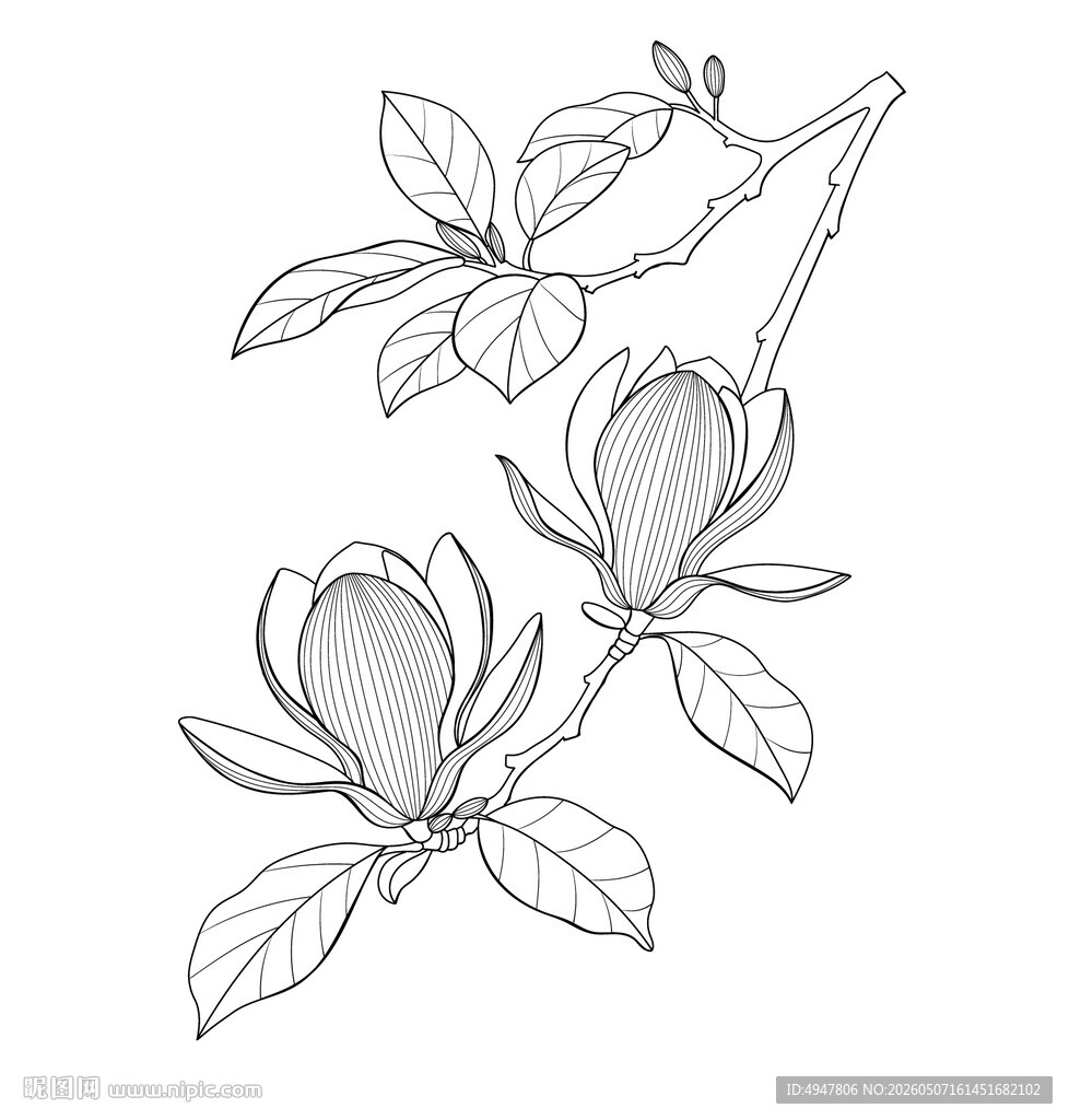 玉兰花枝线稿图 矢量图