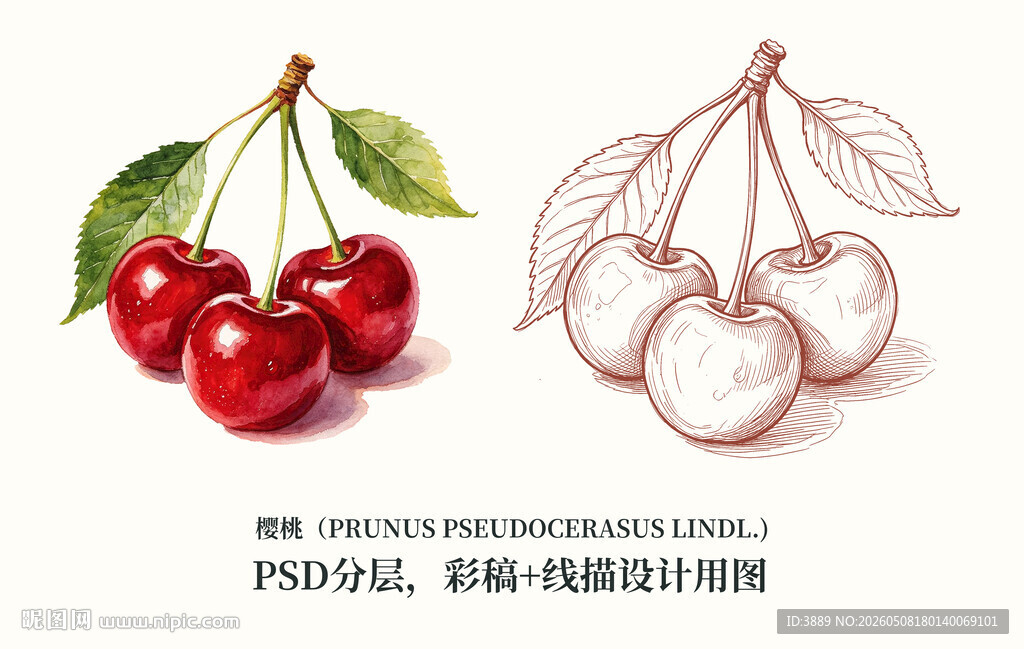 手绘樱桃图