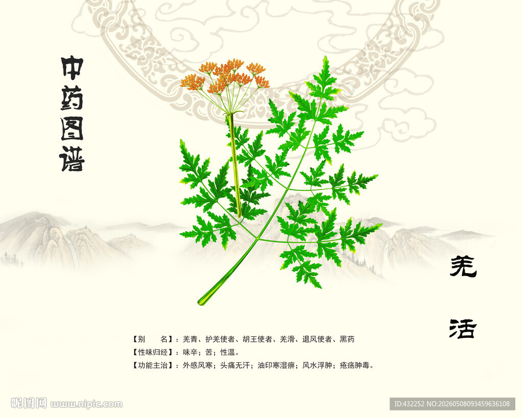 中药羌活图示