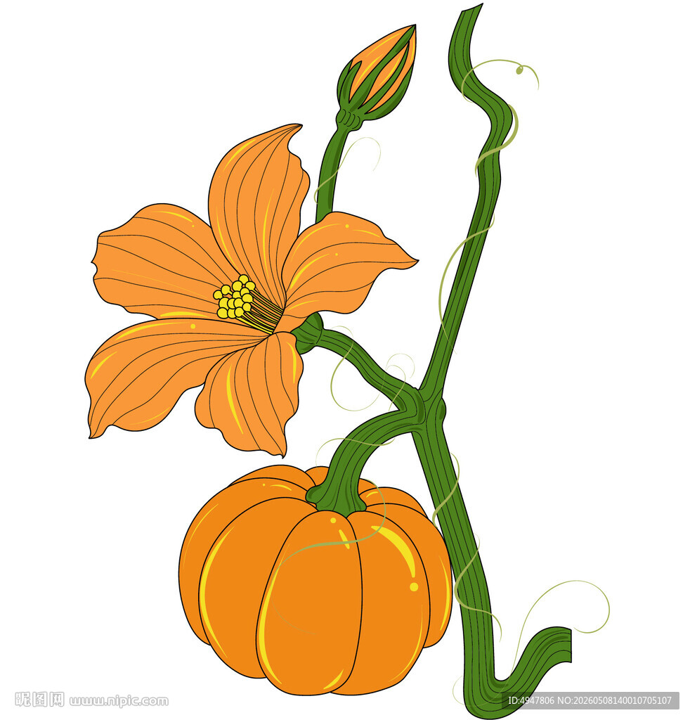南瓜与花的清新插画 矢量图