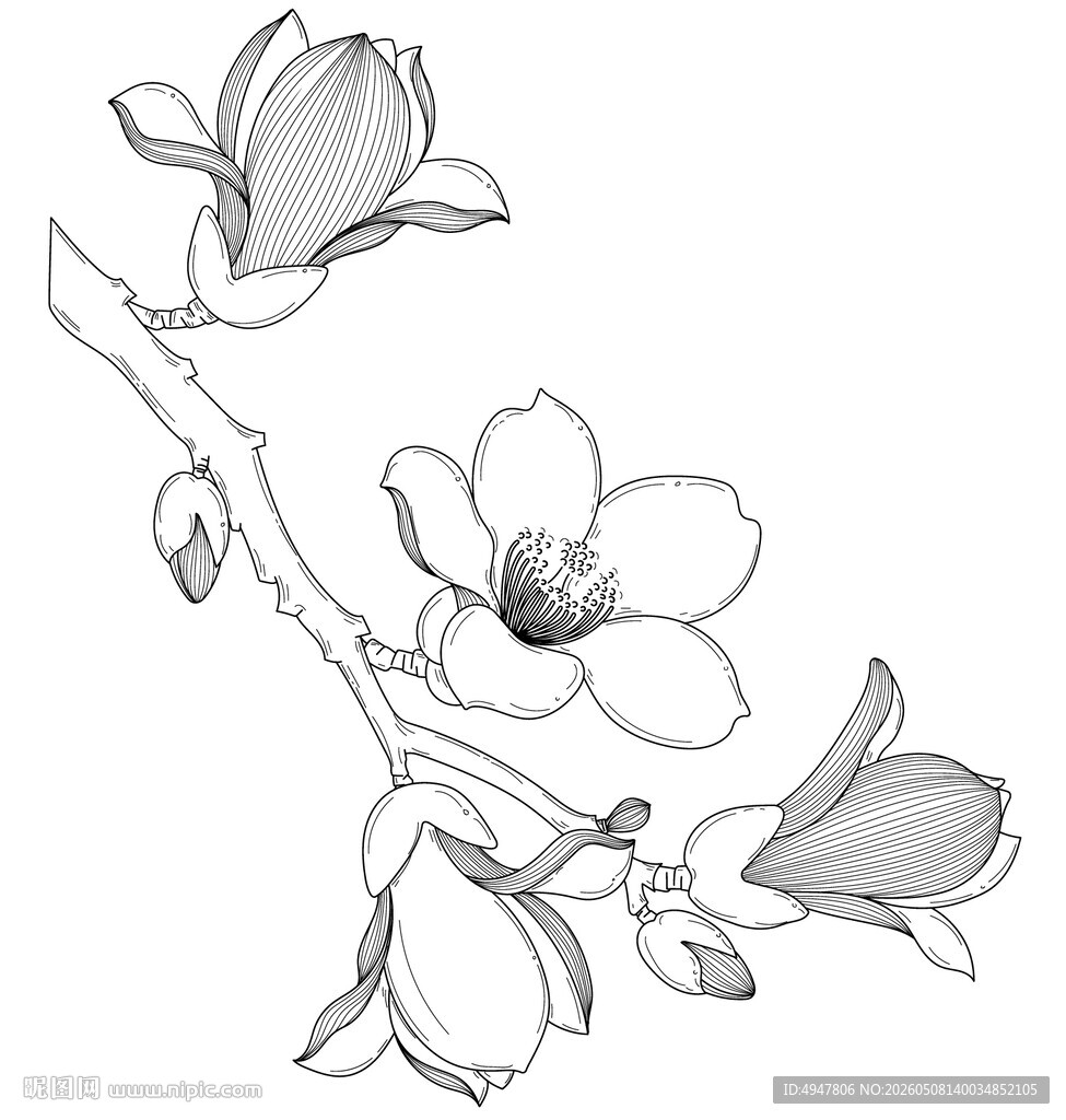玉兰花枝黑白线稿图 矢量图