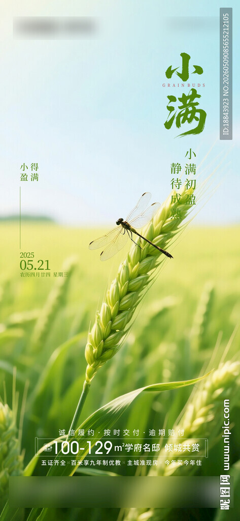 小满节气海报
