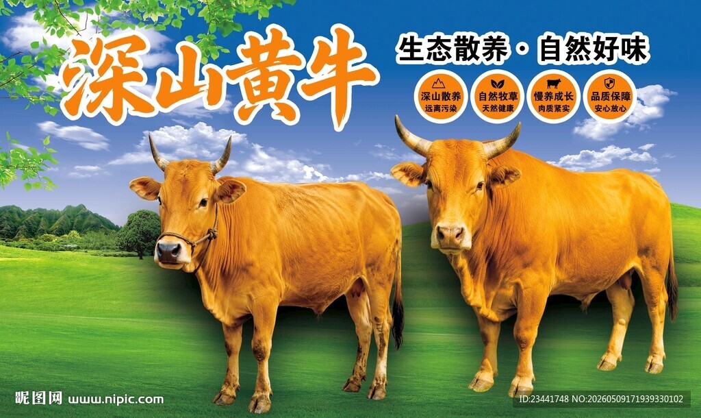 黄牛展板