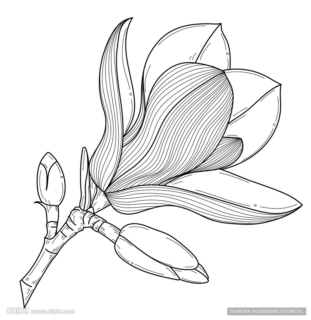 玉兰花线描图 矢量图