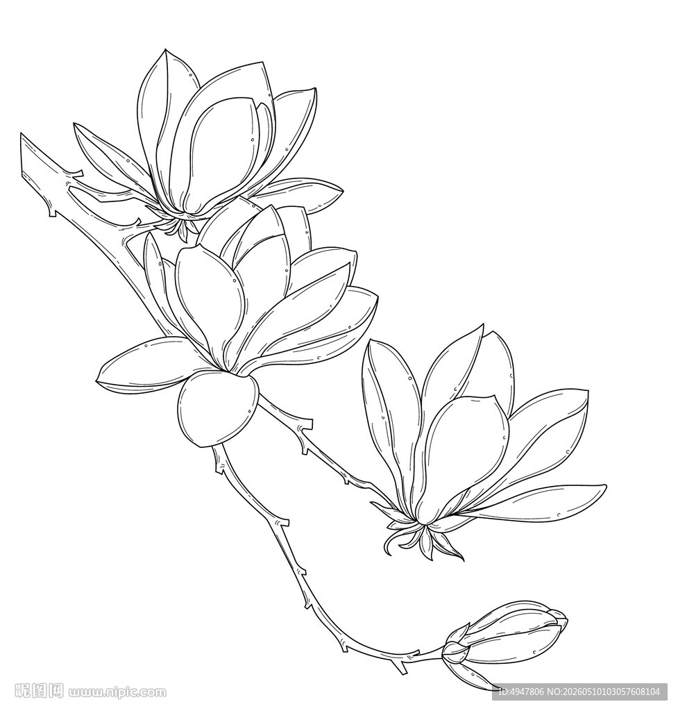 玉兰花枝线描图 矢量图