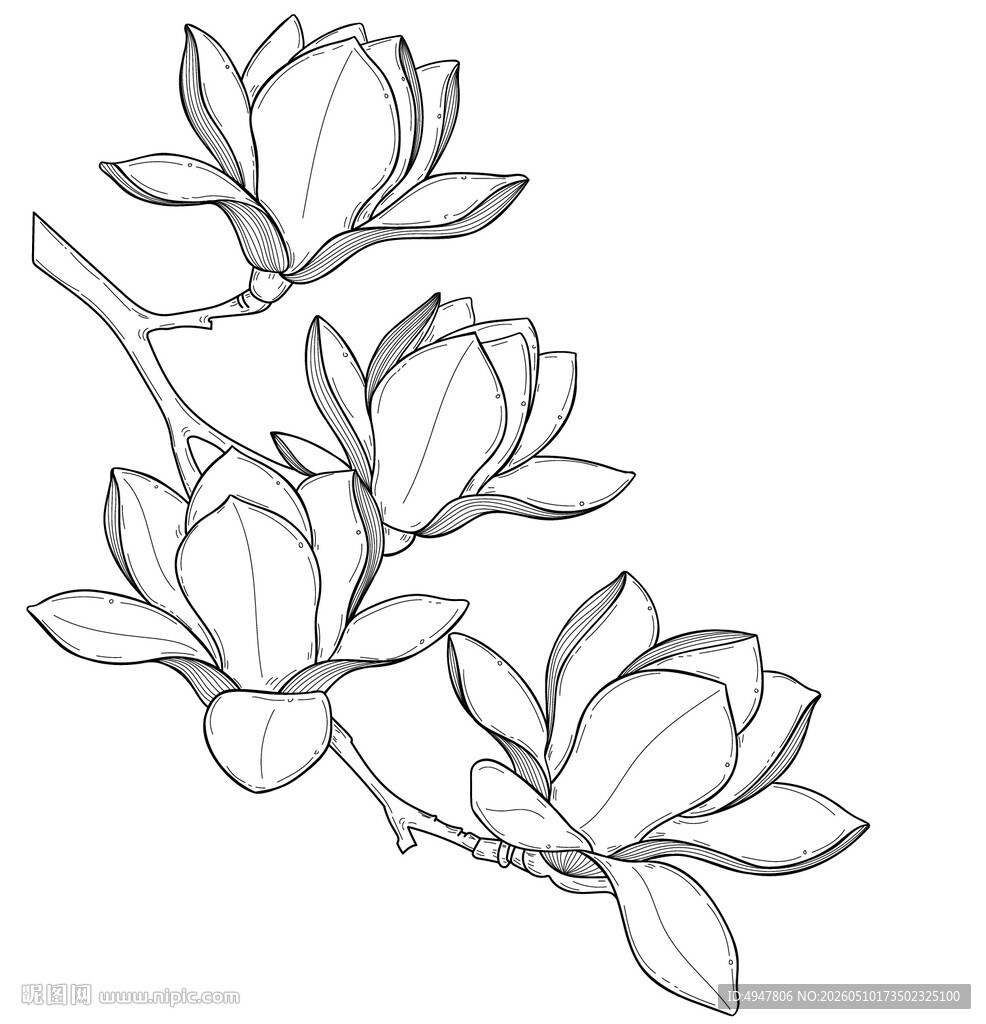 玉兰花枝线稿图 矢量图